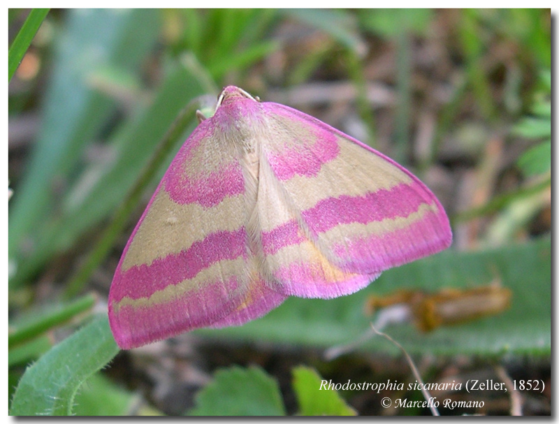 Solo Lorenzo pu riuscirci....Rhodostrophia sicanaria